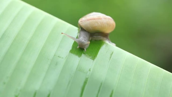 香蕉叶上的蜗牛一只蜗牛蜗牛特写视频素材
