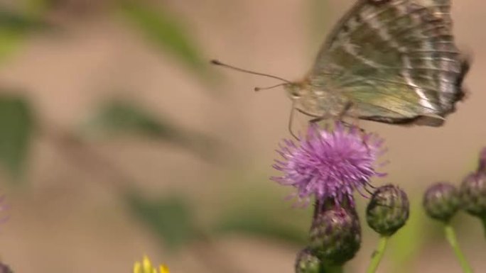 Butterfly among the flowers（花中蝴蝶）