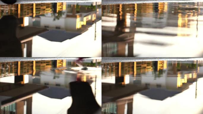 池塘里的狗饮用水