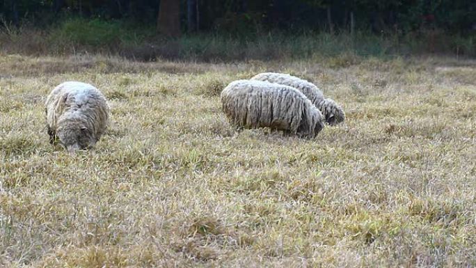 干草地里的绵羊