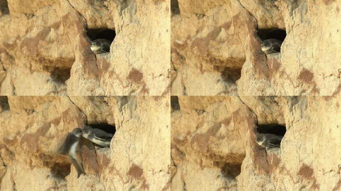 沙马丁洞穴巢穴燕子小鸟物种繁衍