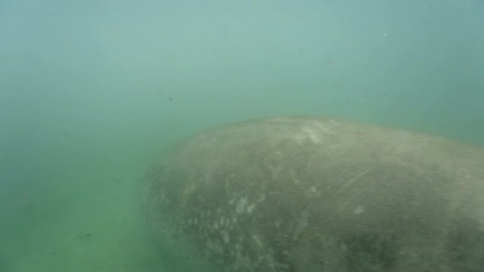 海牛热带海牛海洋大海野生动物