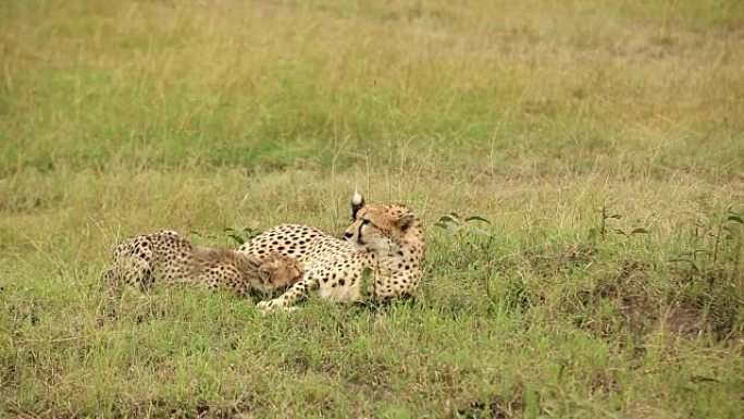 猎豹和幼崽猎豹狩猎捕食野生动物生物