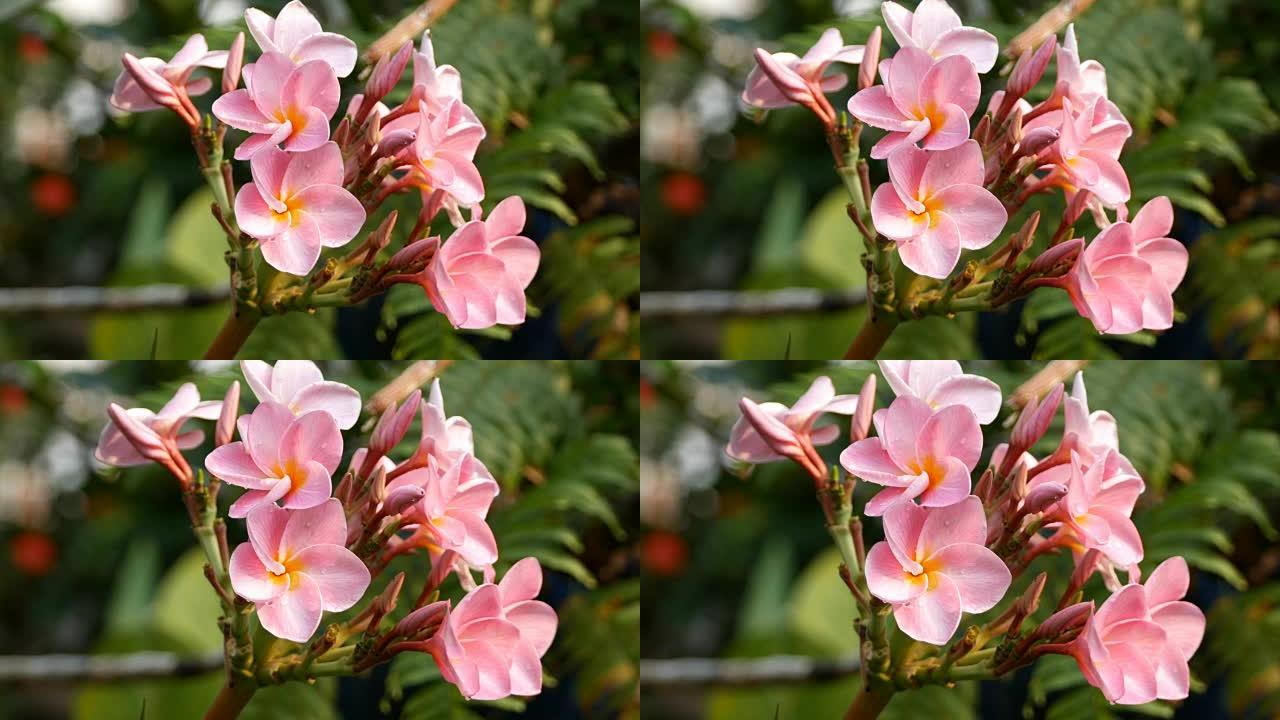 粉色花朵素馨花粉色花朵素馨花