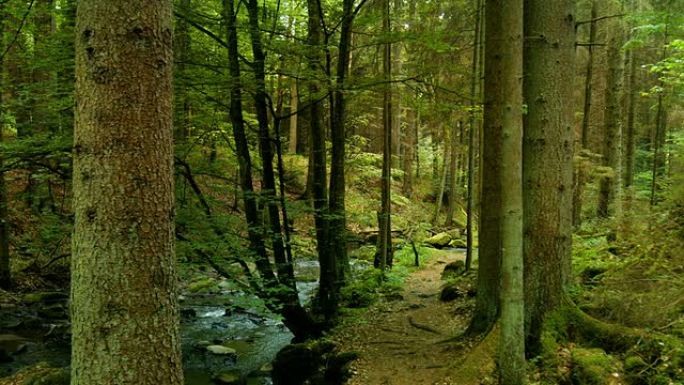 春天森林中的小溪多莉拍摄 (4K/UHD至高清)
