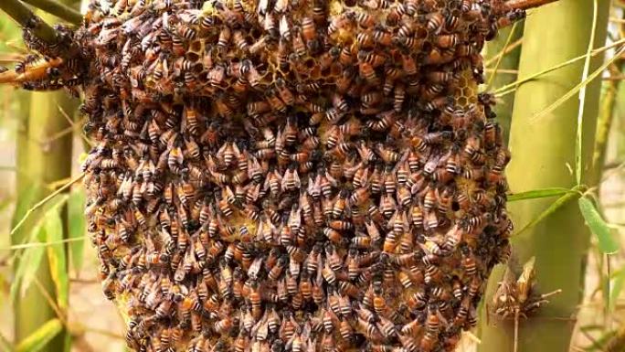 蜂巢与蜜蜂