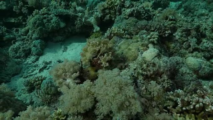 菲律宾海底软珊瑚 (4K)