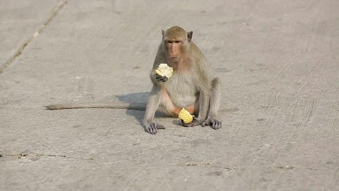 一只猴子坐在石头上吃玉米