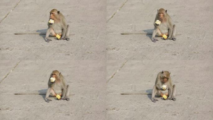 一只猴子坐在石头上吃玉米