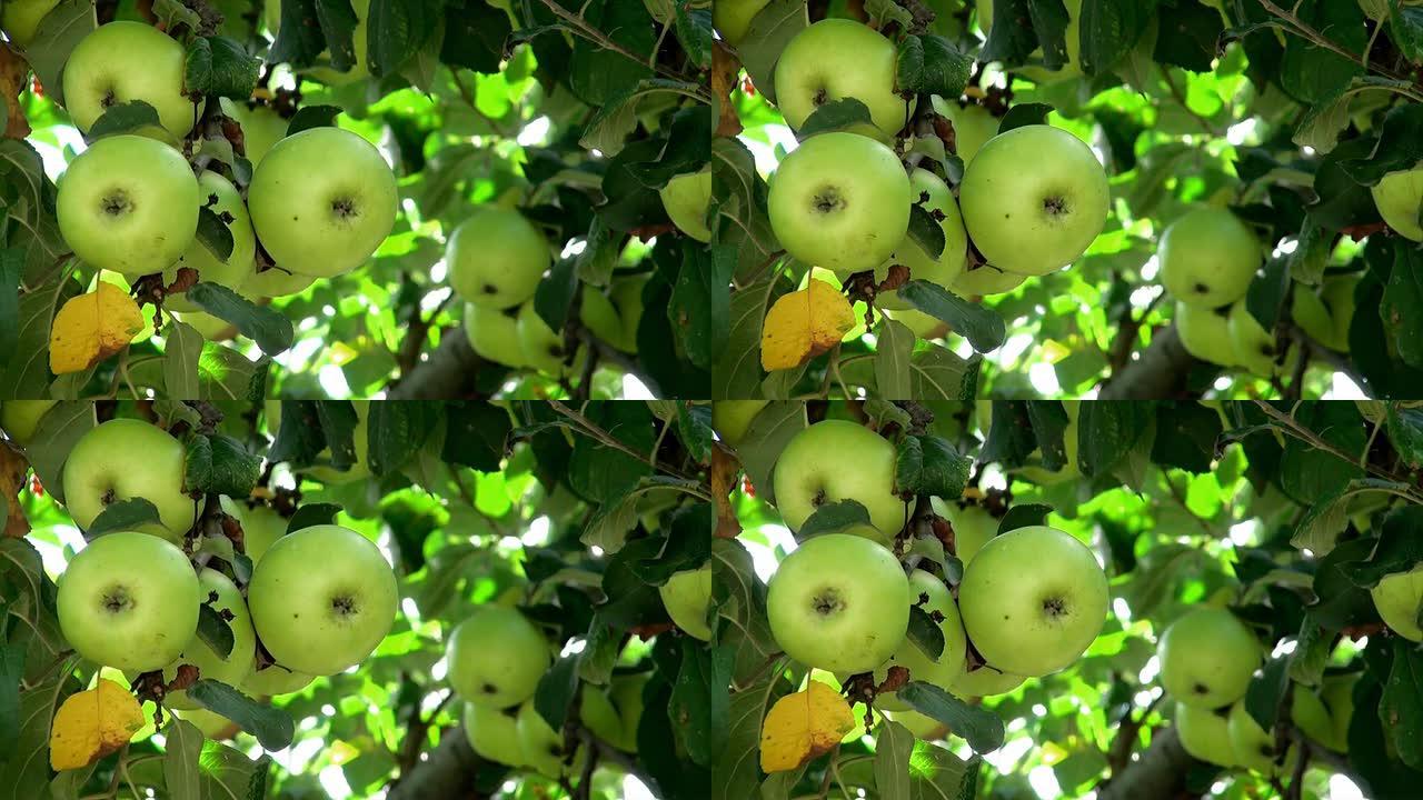 苹果树枝头上的果实丰收硕果