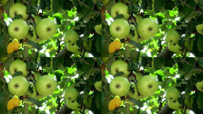 苹果树枝头上的果实丰收硕果