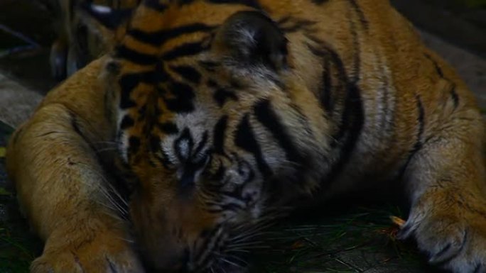 老虎吃凶猛猛兽动物园