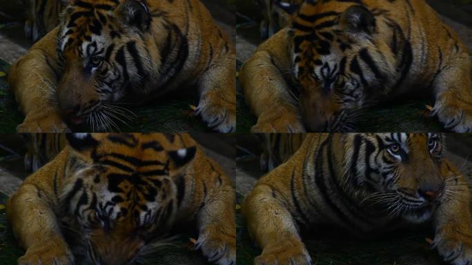 老虎吃凶猛猛兽动物园