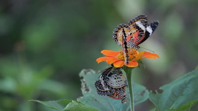 蝴蝶以火炬花为食忽扇翅膀野外环境生态环保
