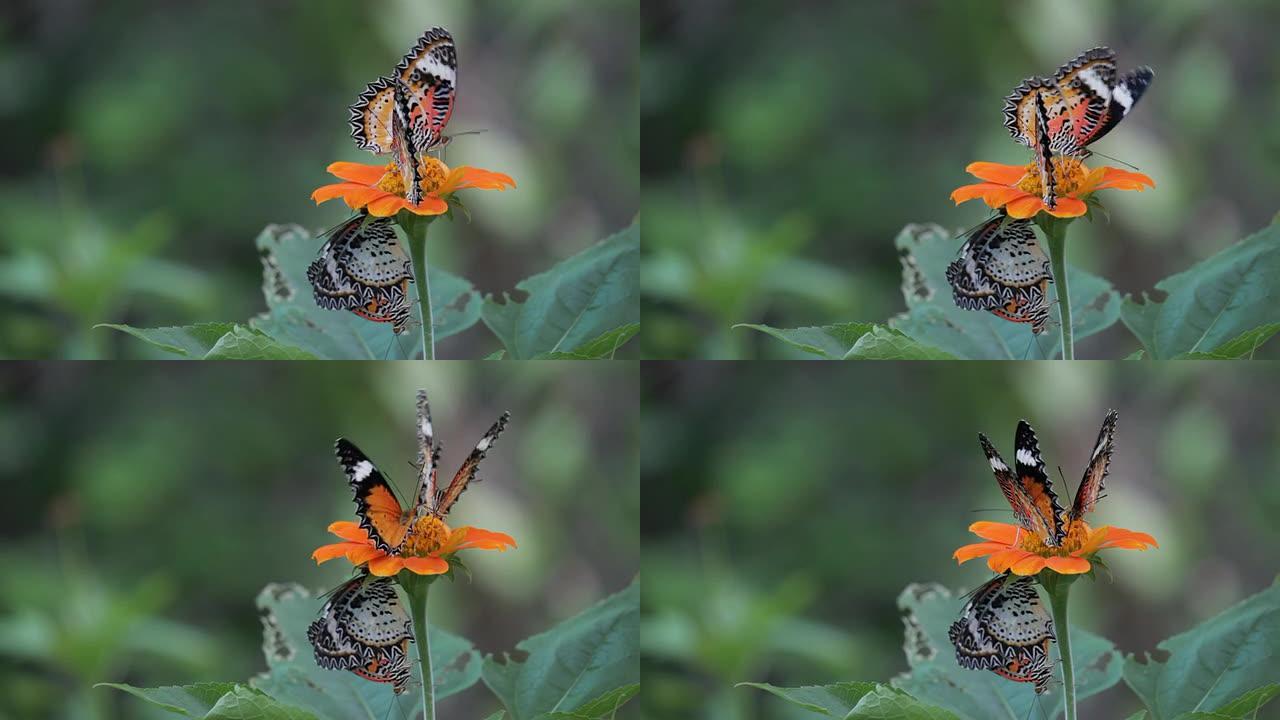 蝴蝶以火炬花为食忽扇翅膀野外环境生态环保