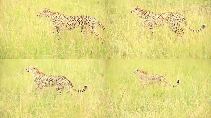 猎豹在野外捕食