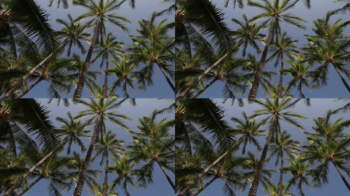 仰望天空中的棕榈树林
