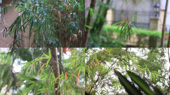 春雨雨中竹子清新唯美竹叶