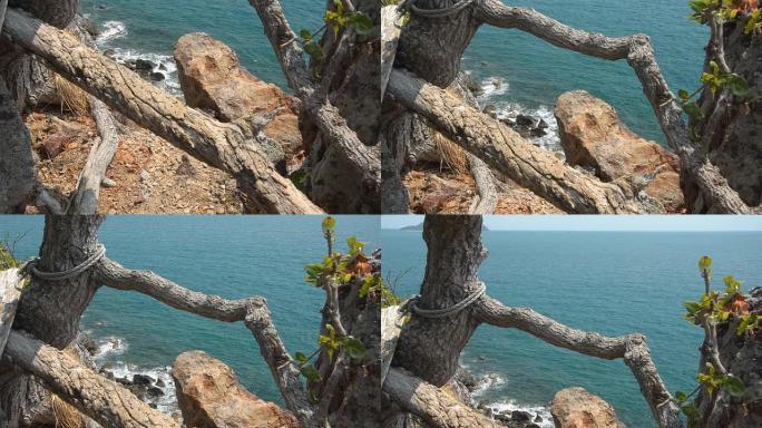平移：枯死的植物在悬崖的尽头