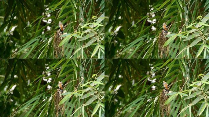 鸟的银胸宽嘴做成网。