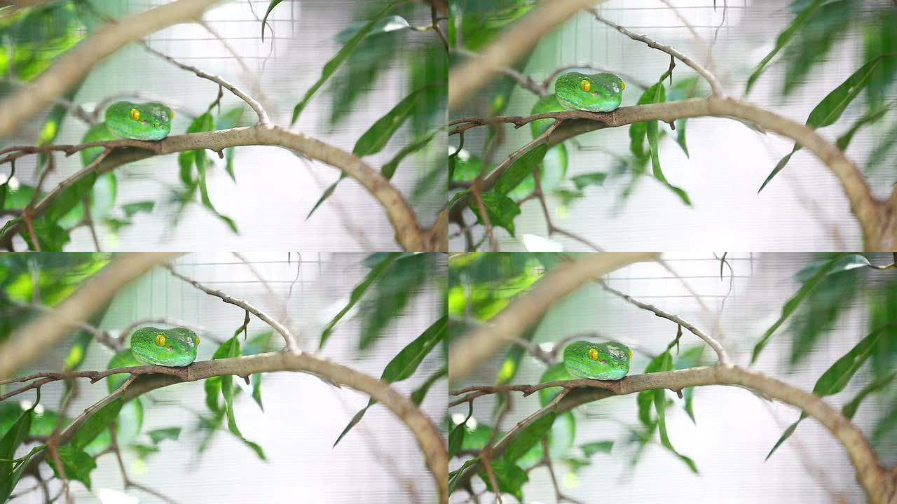 青蛇异宠绿色的蛇竹叶青