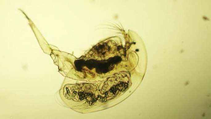 水蚤显微照片水蚤特写显微镜观察