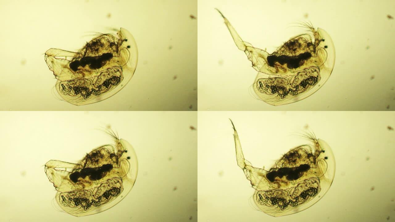 水蚤显微照片水蚤特写显微镜观察