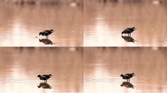 池塘中的黑水鸡（二）