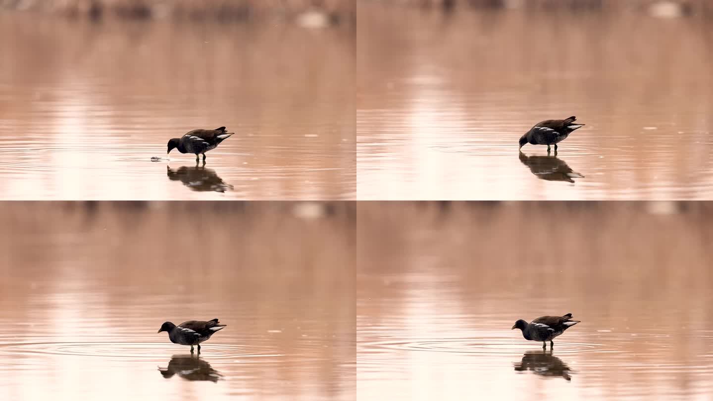 池塘中的黑水鸡（二）