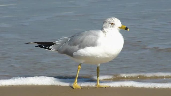 海滩上的环嘴海鸥海滩上的环嘴海鸥