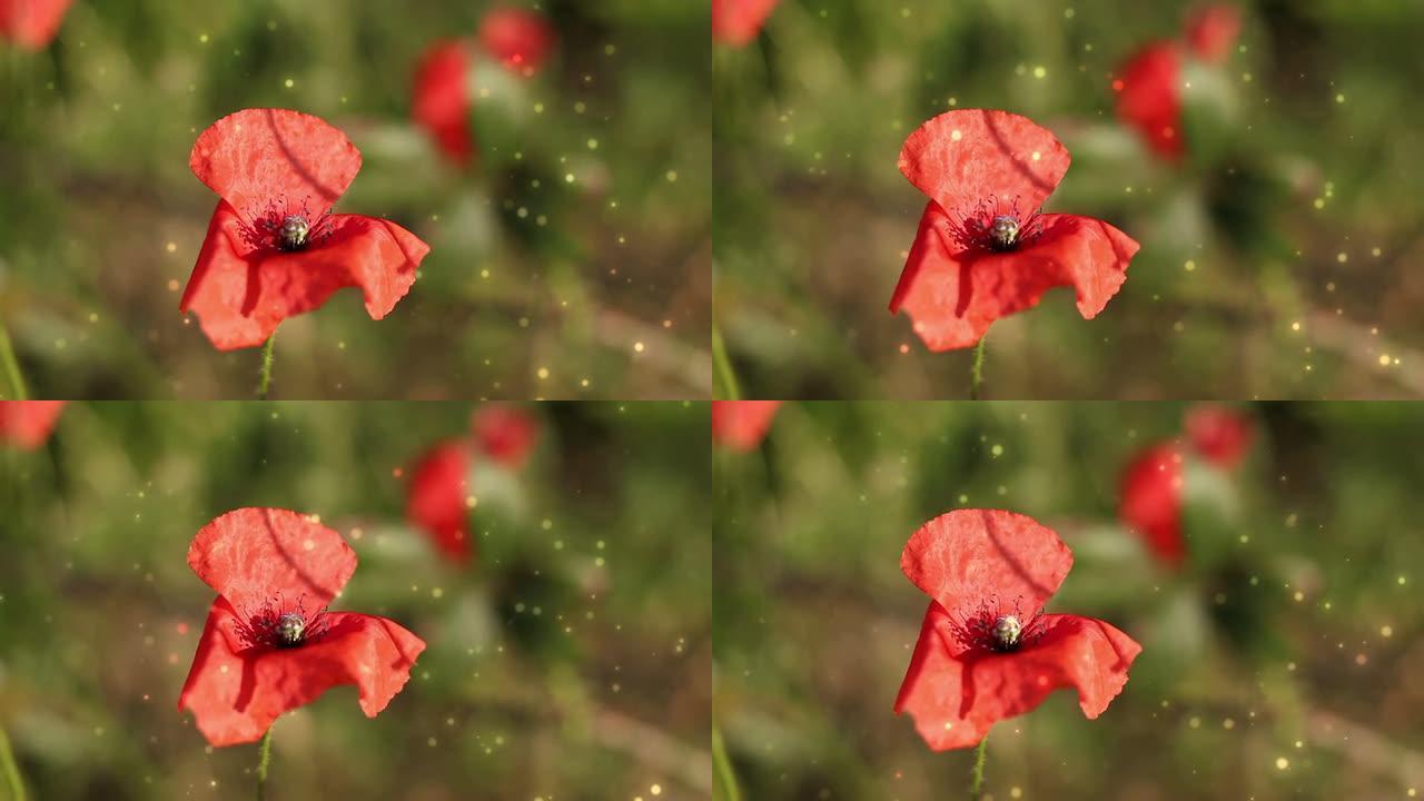 红花在日落前摘下最后的阳光