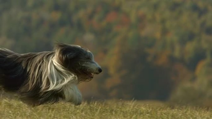 高清超慢动作: 大胡子牧羊犬在草地上奔跑