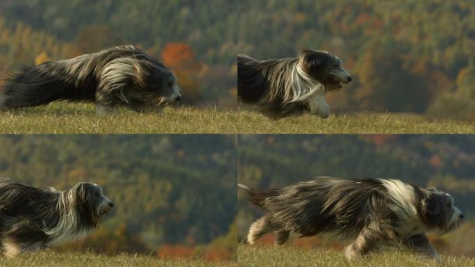 高清超慢动作: 大胡子牧羊犬在草地上奔跑