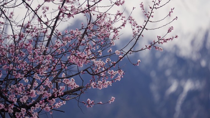 4k林芝桃花盛开雪山环绕水墨山水