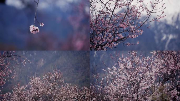 4k林芝桃花盛开雪山环绕水墨山水