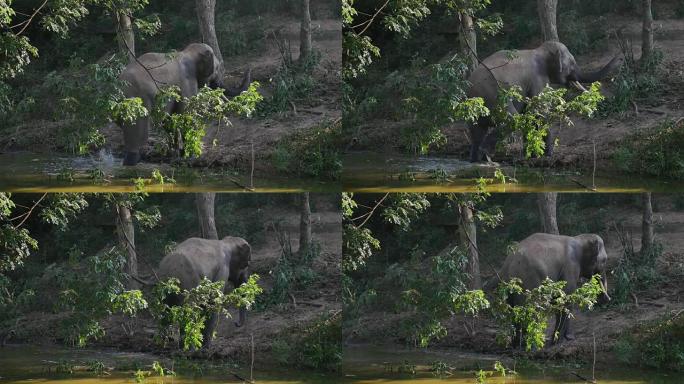 泰国素林的亚洲象泰国素林的亚洲象野生动物