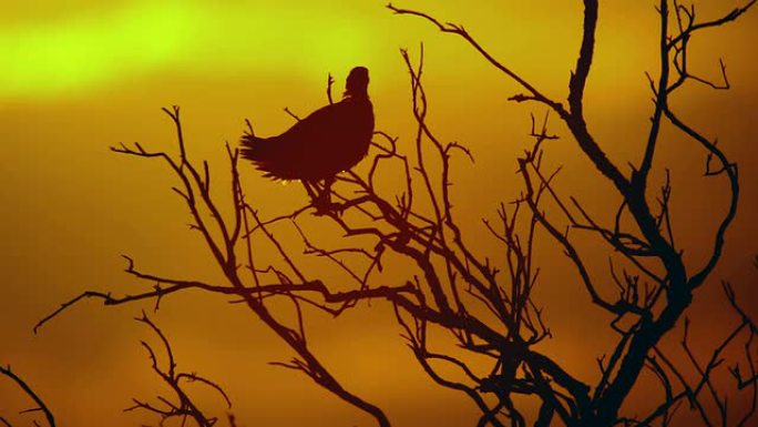 黑佛朗哥林野生动物保护生物生态飞翔飞鸟