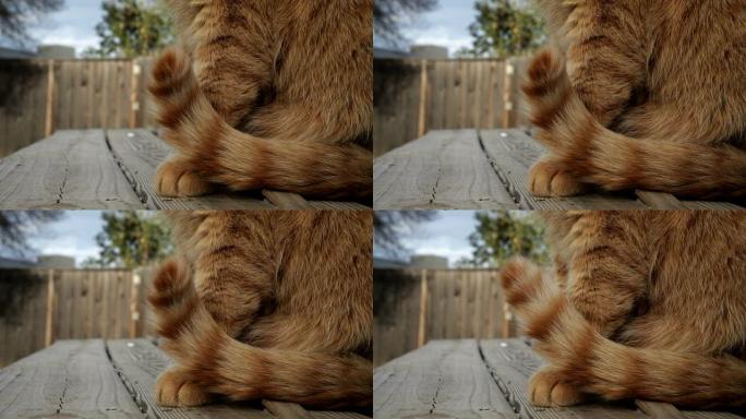 拖尾猫屁股拖尾猫屁股