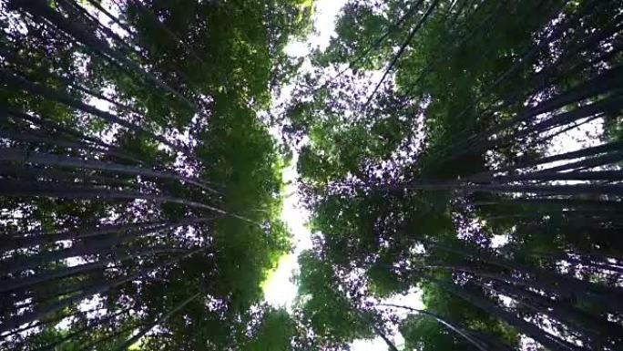 京都岚山的竹林竹海仰拍茂密竹林竹子
