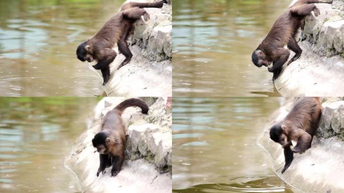 猴子在水上寻找食物。
