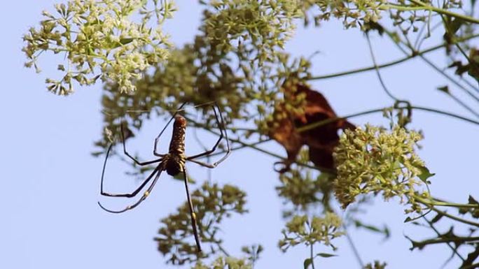 巨型木蜘蛛