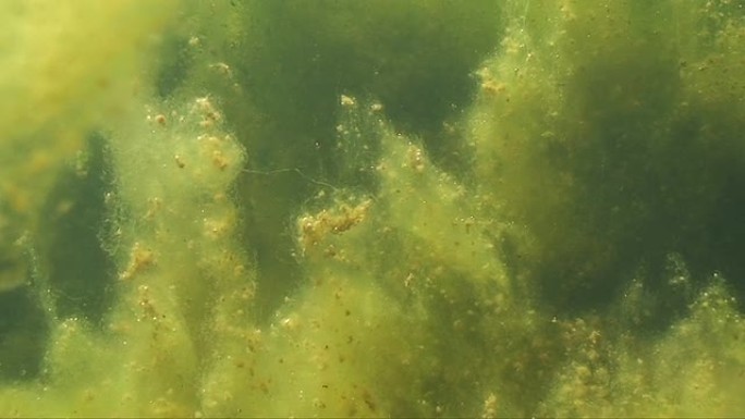 山湖内部HD山湖内部水底水藻