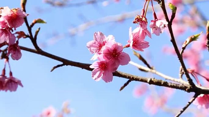 樱花和粉红色sukura