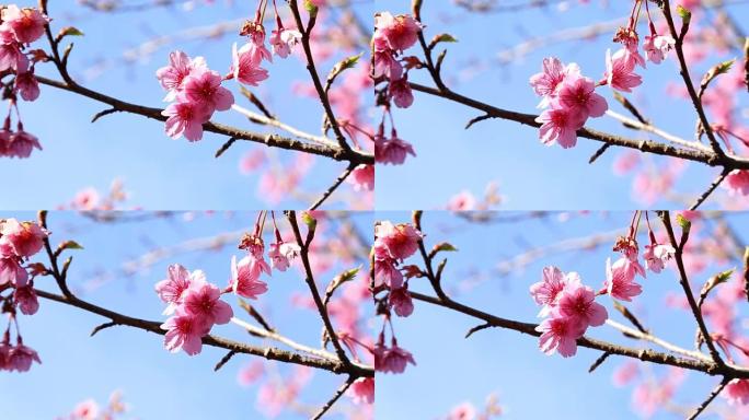 樱花和粉红色sukura