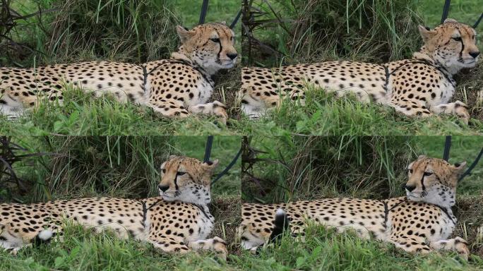 猎豹躺在地上猎豹狩猎捕食野生动物生物