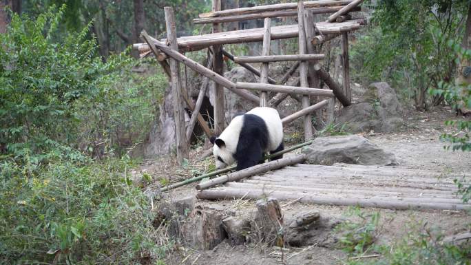 4K大熊猫走路闻柱子吃食物