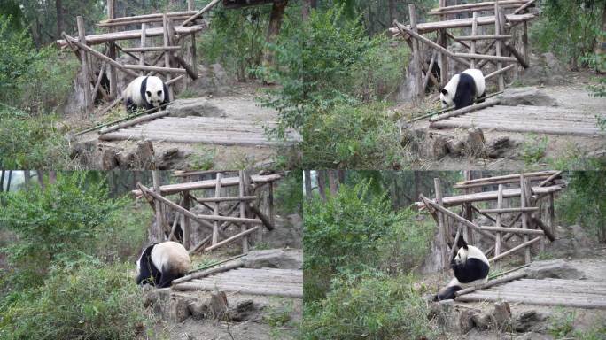 4K大熊猫走路闻柱子吃食物