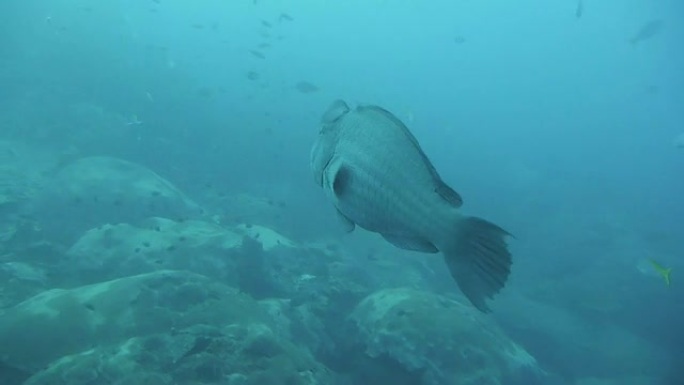 泰国湾的Humphred Parrotfish