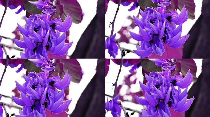 紫罗兰的杂种柚木花