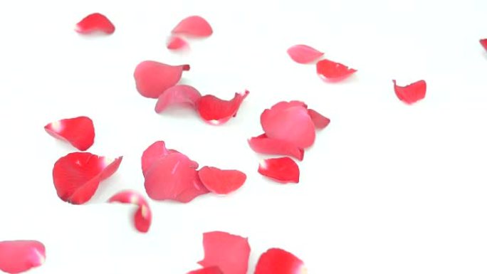 情人节白色背景上的红玫瑰花瓣